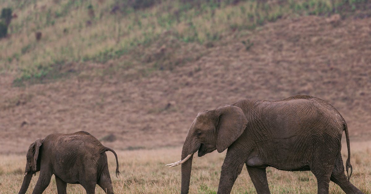Why did Lester follow Lorne Malvo? - Wild elephants walking in savanna