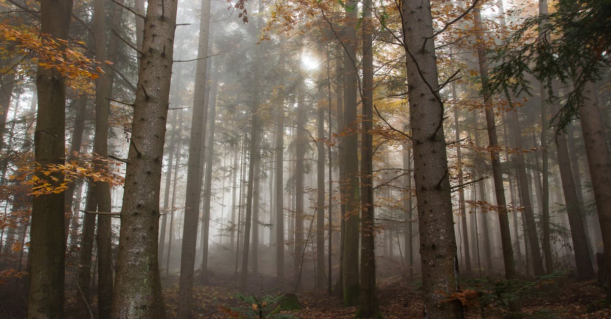 Why did Lumen really leave? - Trees Surrounded by Fogs