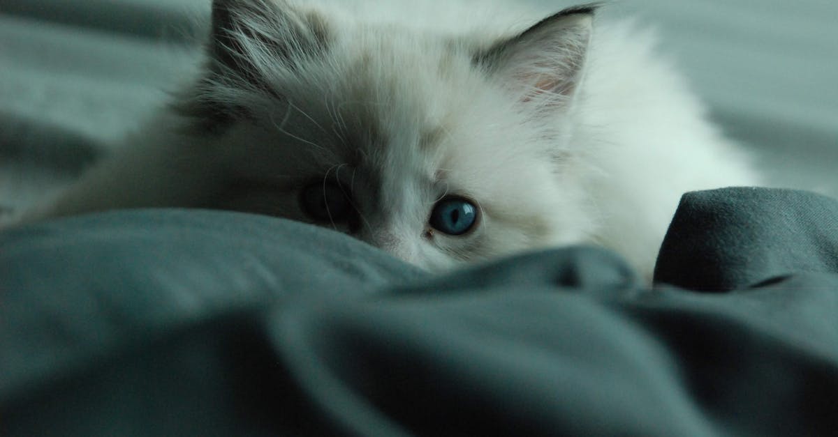 Why did Lynn sleep with Ed in L. A. Confidential? - White Cat on Blue Textile