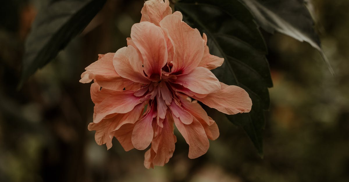 Why did master Oogway vanish with peach leaves? - Pink Hibiscus in Bloom