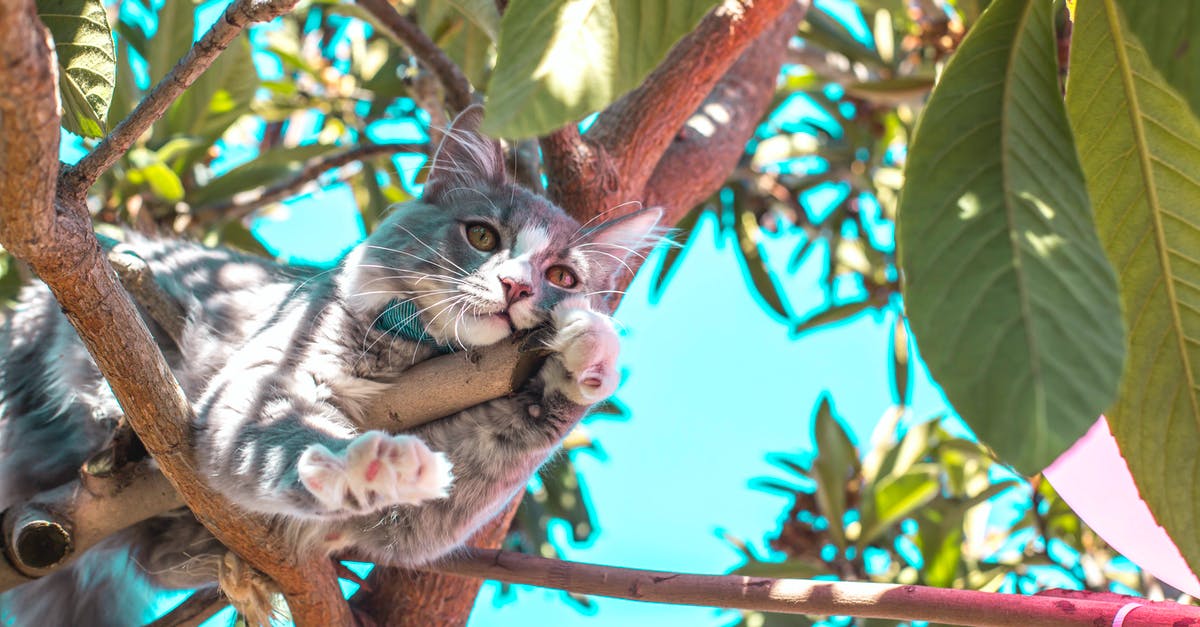 Why did Patty call the cops when she found out Dewey was posing as Ned? - Gray Cat on Tree Branch
