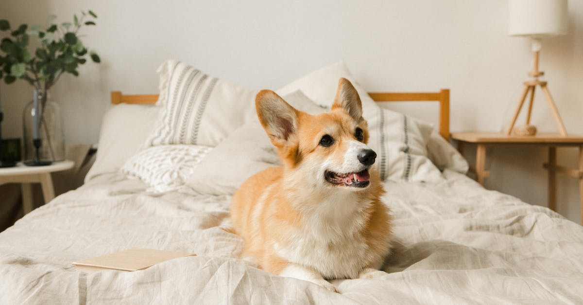 Why did "Melquiades" lie to his friend? - Brown and White Corgi on Bed