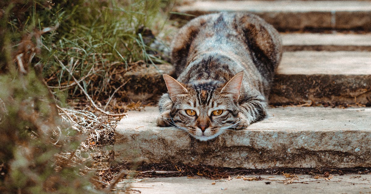 Why did "Melquiades" lie to his friend? - Cute tabby domestic cat lying on staircase near grass and looking at camera