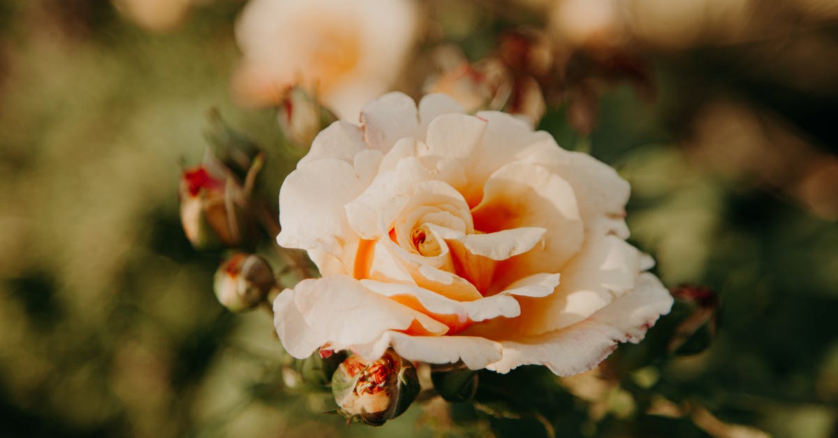 Why did Rose not know Where Berta Lived? - White and Orange Rose in Bloom