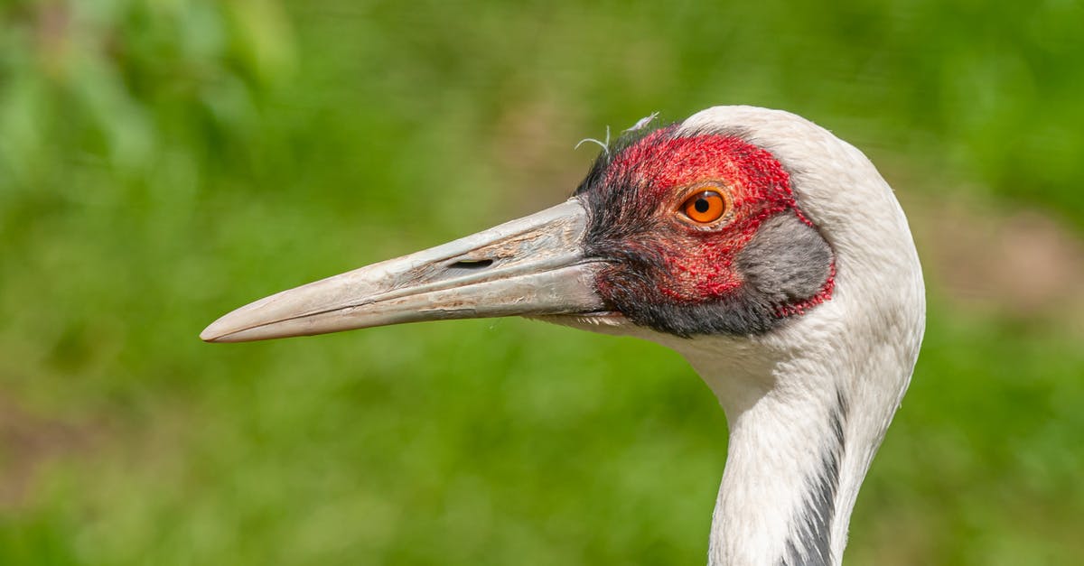 Why did Sam describe Garth as Ichabod Crane looking? - Side view of predatory bird with thin neck and bright red head with pointed beak looking at camera in zoological garden in summer