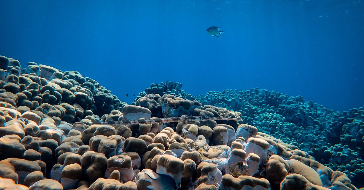 Why did so many cats appear in this scene? - Sea fish swimming above large rocks and corals placed under blue sea water