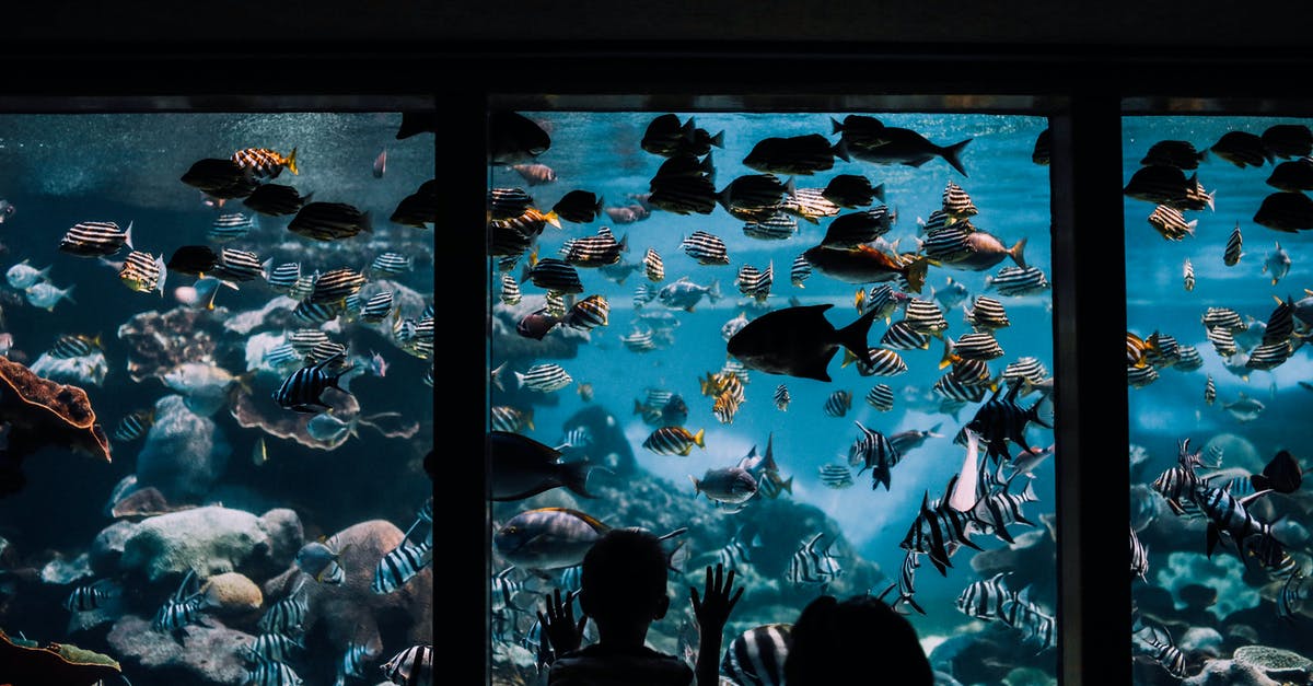 Why did the animals die? - People Watching Fishes in Aquarium