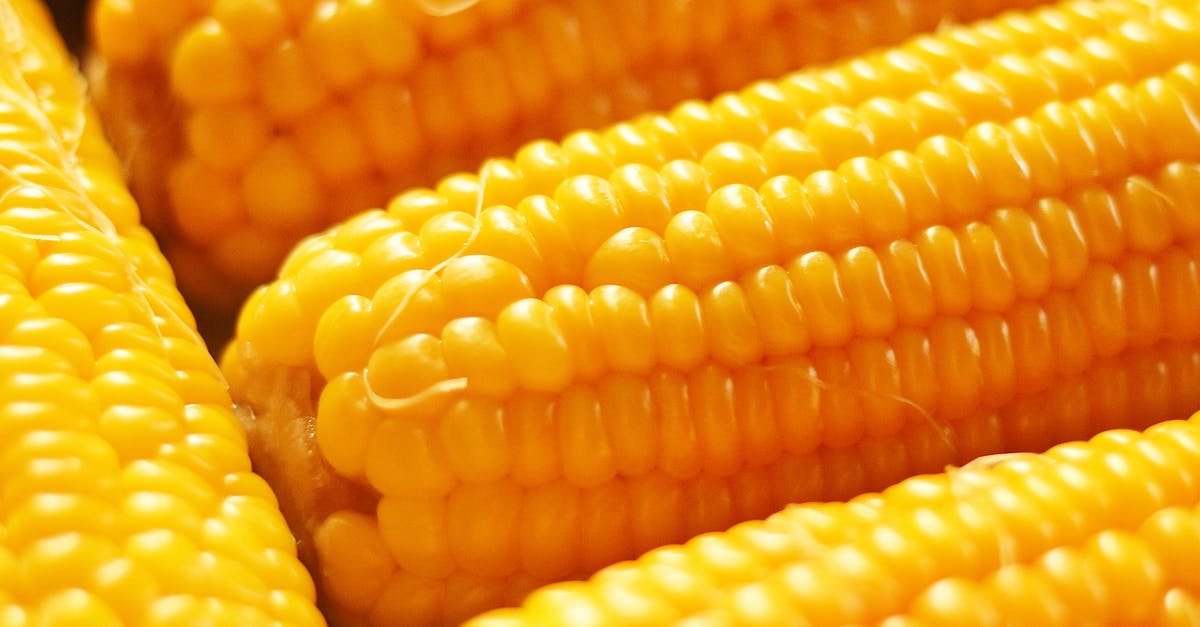 Why did the hair on the corn work? - A Close-up Photo of Delicious Yellow Corn on the Cobs