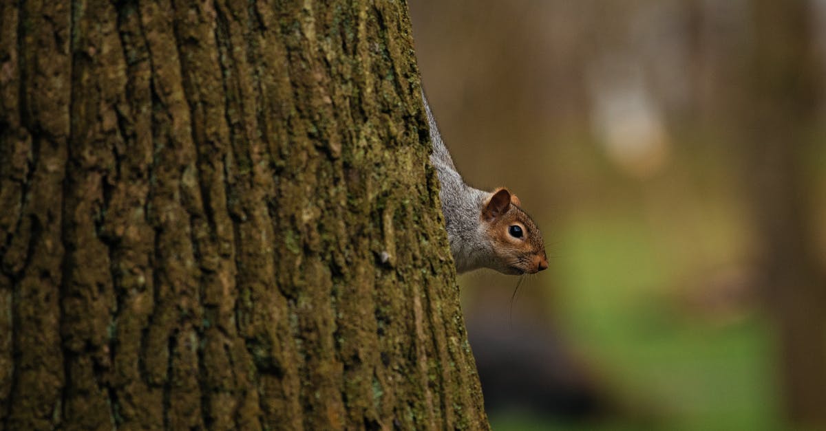Why did the horses calm down in Melancholia? - Small squirrel on trunk of tree in forest