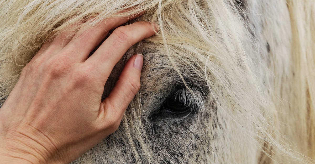 Why did the horses calm down in Melancholia? - Person's Hand on White Horse's Face