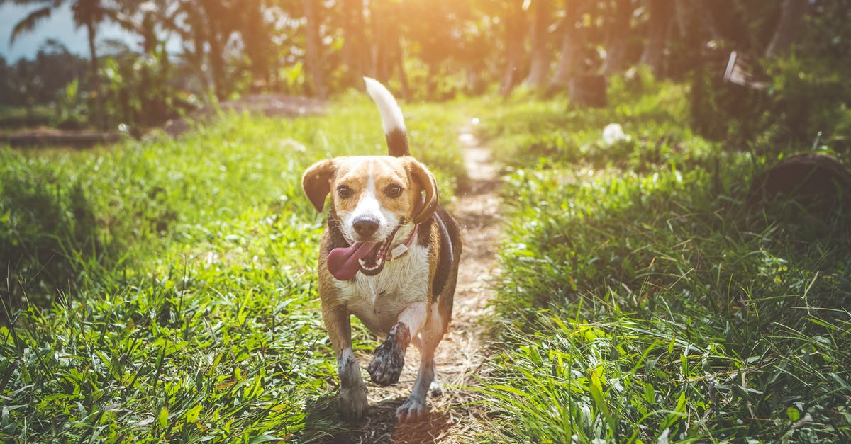 Why did the Jurassic Park gas-powered jeeps have amber tail lights? - Adult Beagle Walking on Grass Field