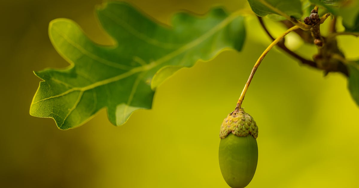 Why did the overseer leave Solomon to hang? - Acorn hanging on tree near green leaf