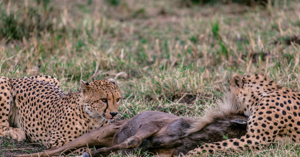 Why did the Predator not kill Arnold immediately as it killed everybody else? - Predatory cheetahs with spotted fur relaxing on grass near killed prey in savanna