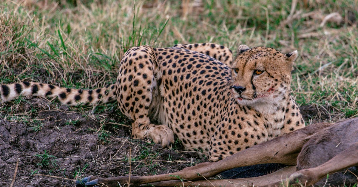 Why did the Predator not kill Arnold immediately as it killed everybody else? - Predatory cheetah with spotted fur relaxing on grass near killed wild animal in savanna