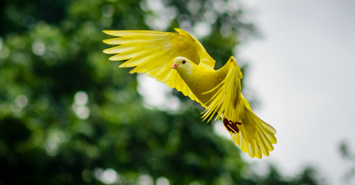 Why did the Seven Potters fly instead of apparating? - Flying Yellow Bird