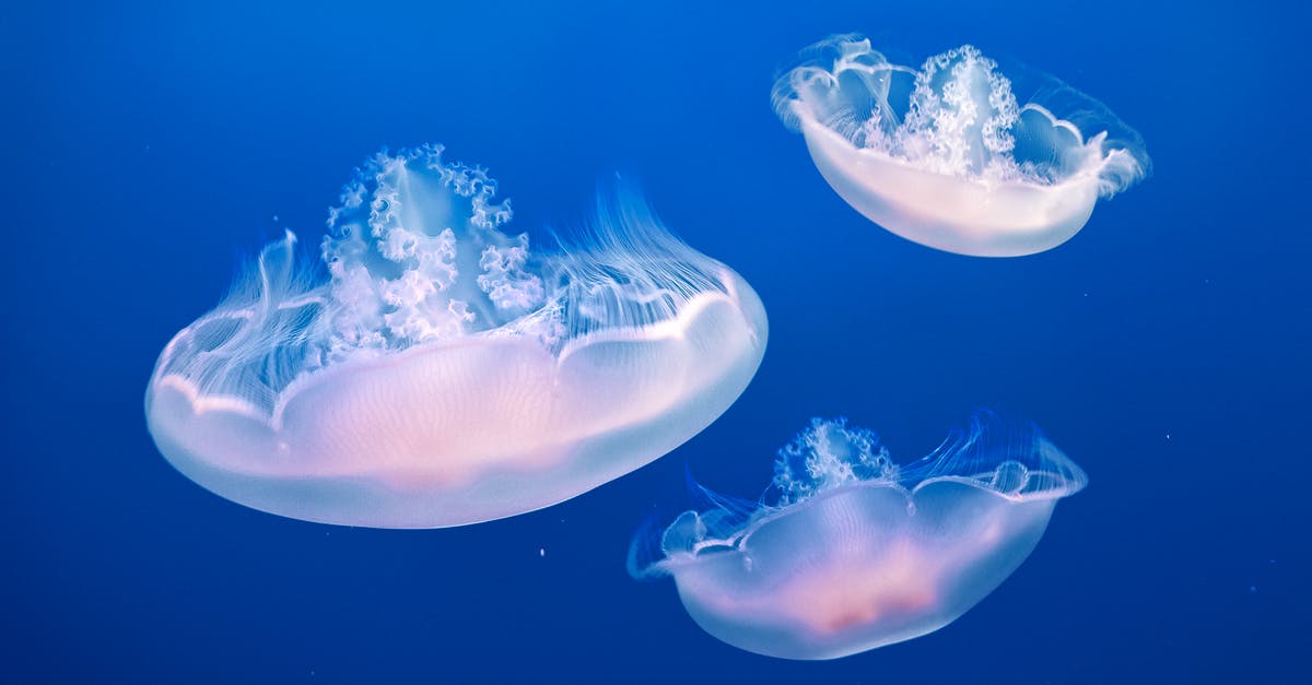 Why did this happen to Translucent? - Three Jellyfishes