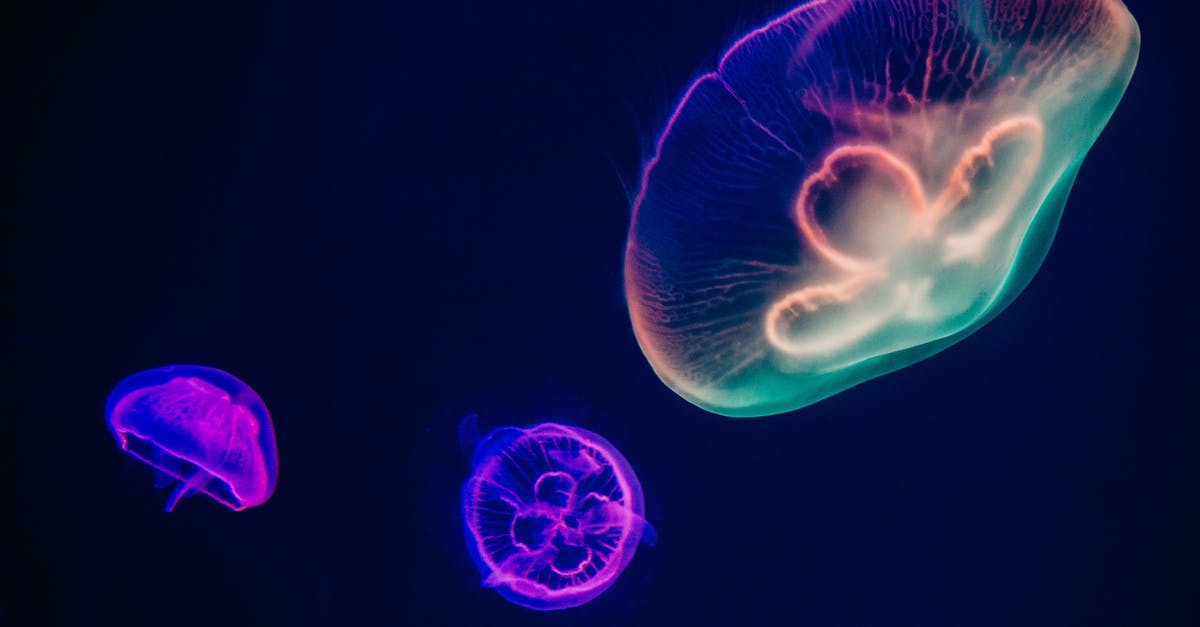 Why did this happen to Translucent? - Three Multicolored Jellyfishes