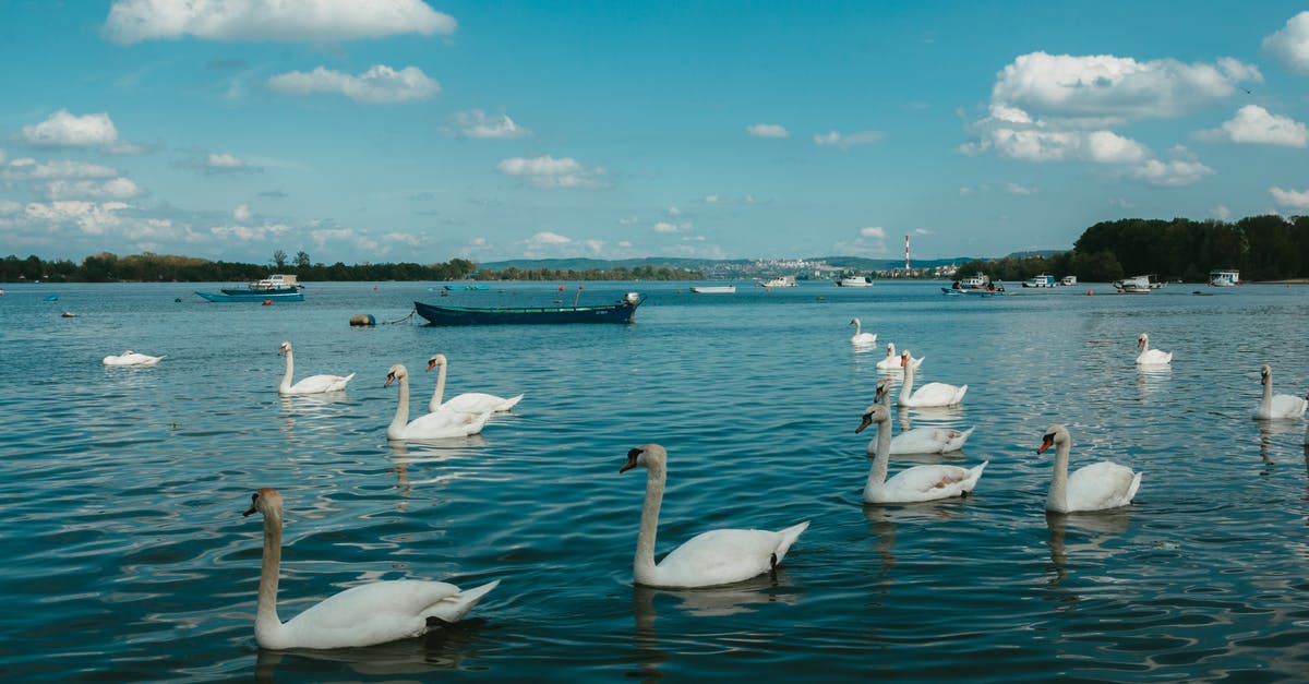 Why did Thomas throw his suitcase when Swan asked for it? - White Swans on Body of Water