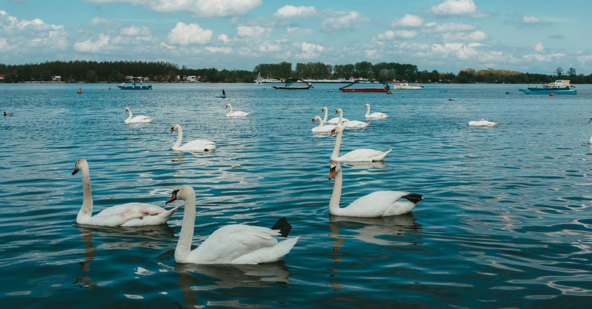 Why did Thomas throw his suitcase when Swan asked for it? - White Swan on Water