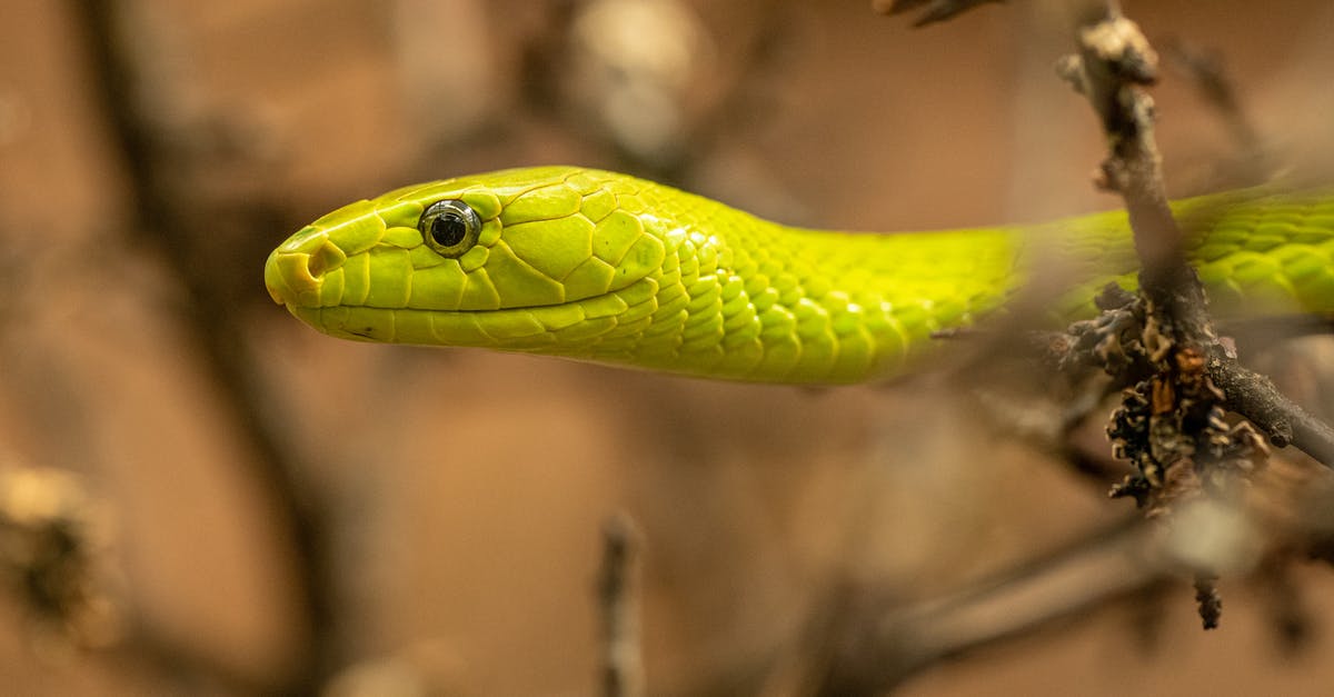 Why did Venom only eat heads? - Green Snake in Close Up Photography