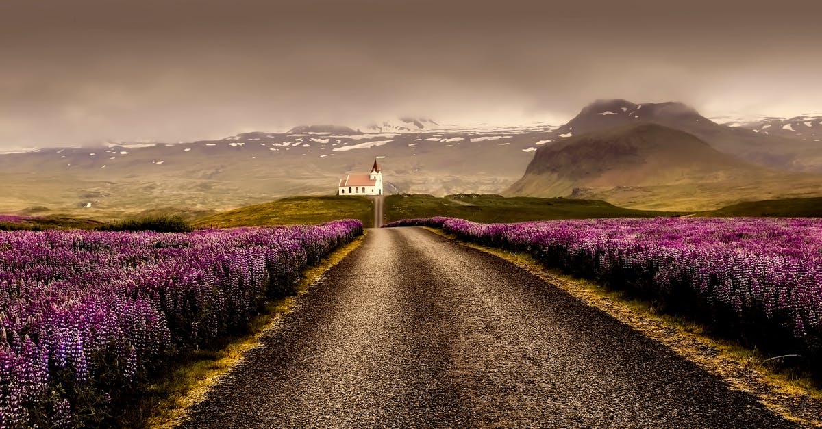 Why didn't Jon Snow recognize Summer? - Gray Road Surrounded With Purple Flower Field