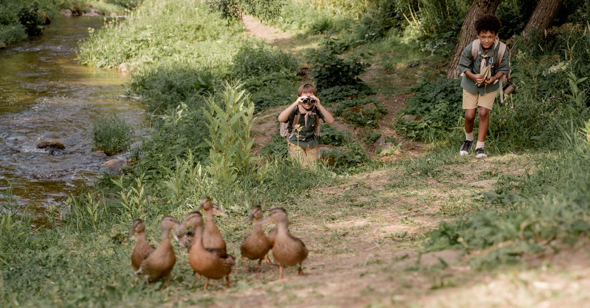 Why didn't Miguel follow the trail? - Boy Scouts Following Wild Ducks