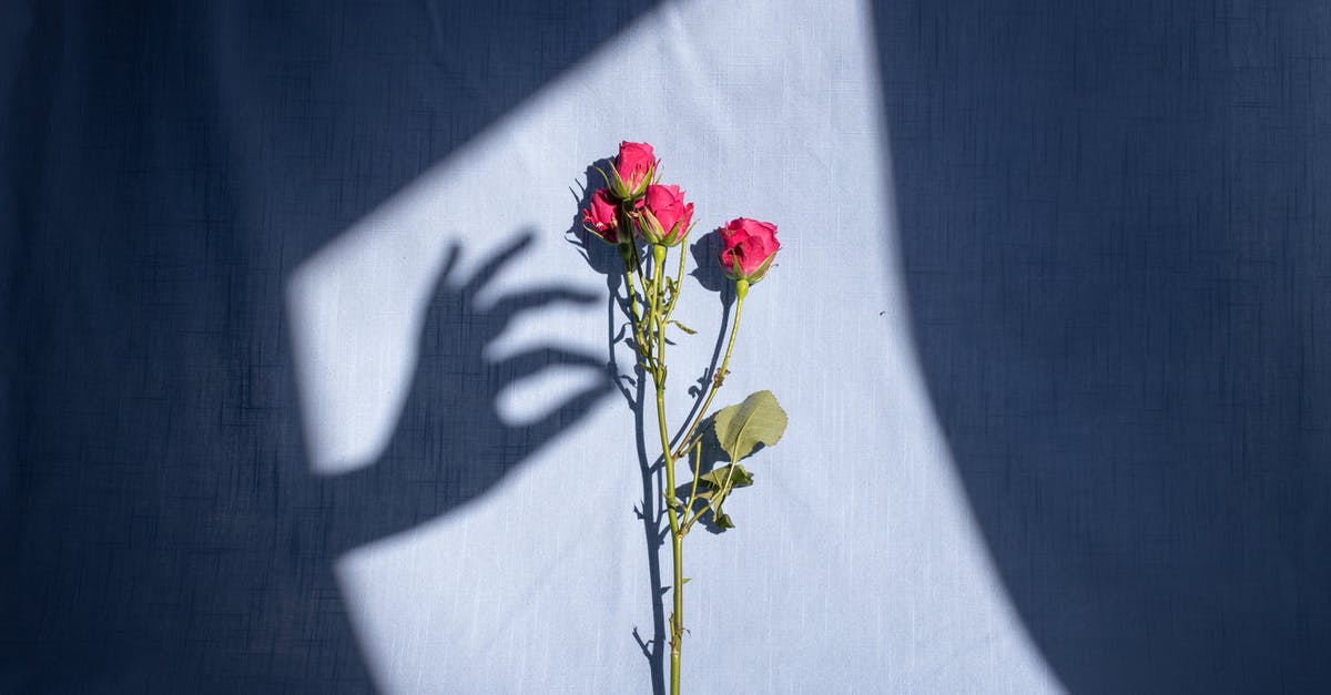 Why didn't they just shoot Rose the Hat? - Composition of graceful female hand shadow touching tender red bush rose branch placed on blue textile in bright sunlight