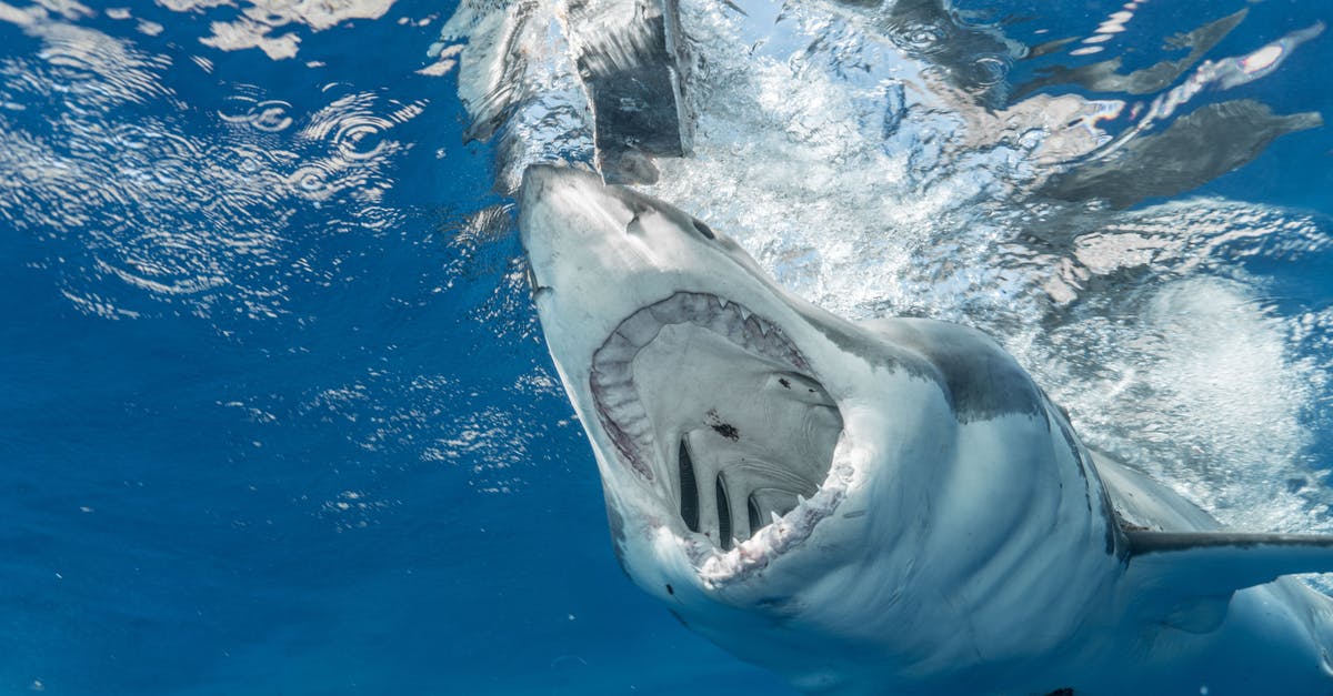 Why do Predators only hunt Aliens on Earth every 100 years? - Dangerous shark with sharp teeth hunting in clean transparent water of vast blue ocean
