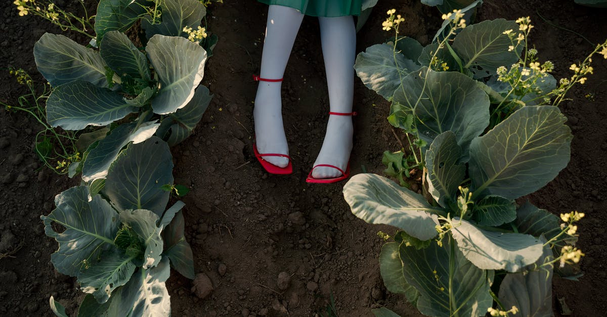 Why do the maids scream when Mrs. Banks lifts up her dress and shows her lower legs? - Legs in Red Shoes of Unrecognizable Woman Laying in Agricultural Field
