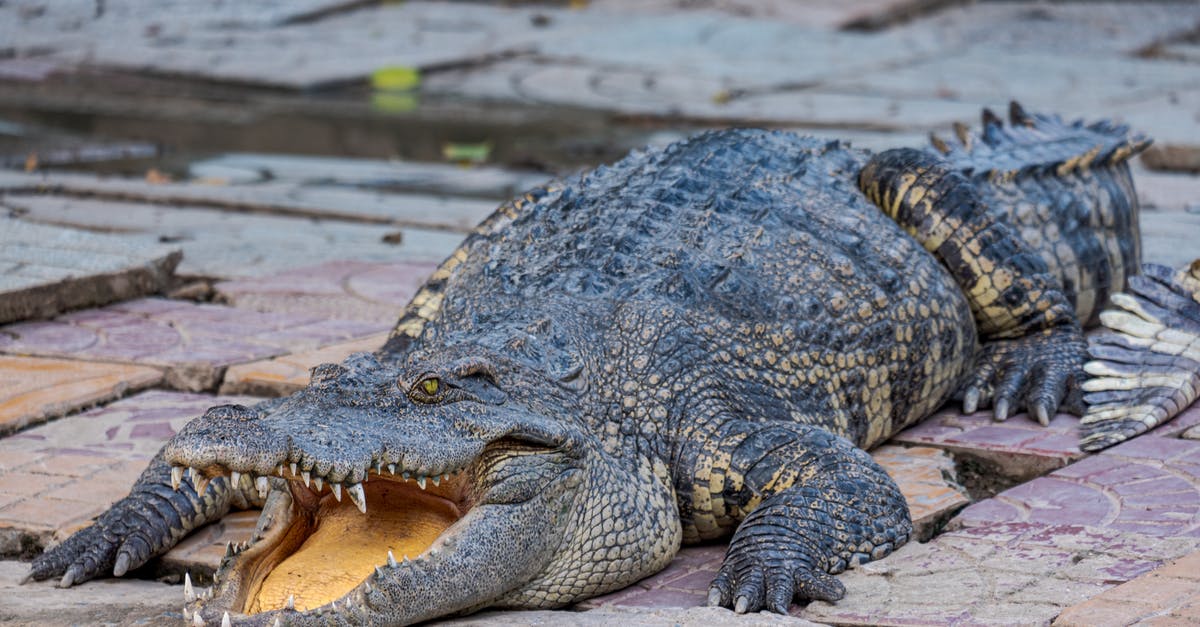 Why do the monsters have super power, scale buildings and have a large jaw? - Long dangerous crocodile with open mouth and rugged scales on body crawling on stony surface near calm pond in zoological area
