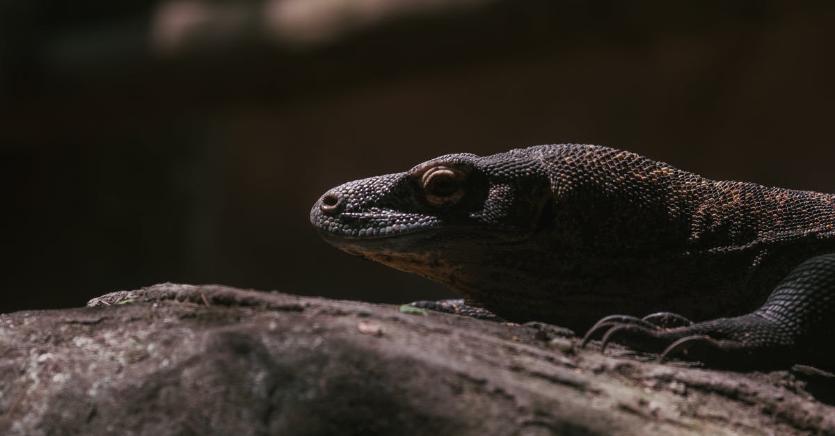 Why do the monsters have super power, scale buildings and have a large jaw? - Black and Gray Lizard on Gray Rock