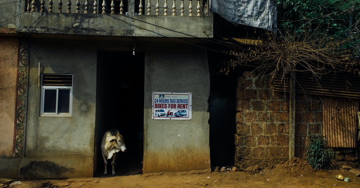 Why do they draw blood from a cow in front of the English Army? - Cow standing in shabby stone building entrance with signboard with inscription Bikes For Rent in rural poor countryside