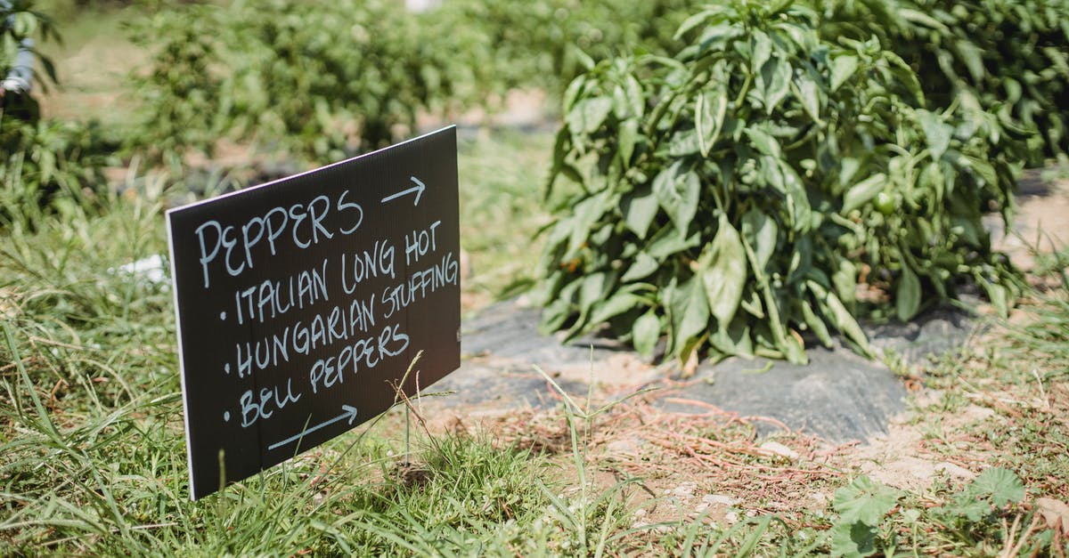 Why does Arrow have so much Microsoft product placement? - From above of signboard showing direction of plantation with various sorts of pepper placed in green farm on sunny day