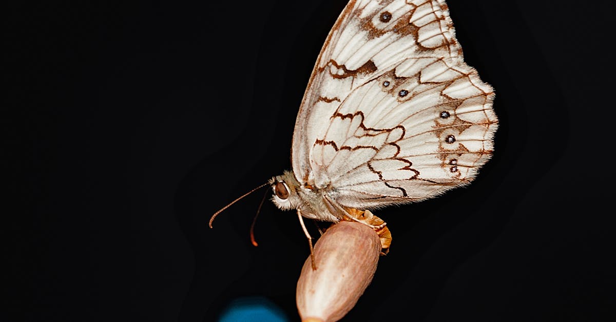 Why does Bud White still investigate the Night Owl Murders even after he finds the perpetrators? - Closeup of marbled white butterfly with ornament on wings and thin legs sitting on plant in evening