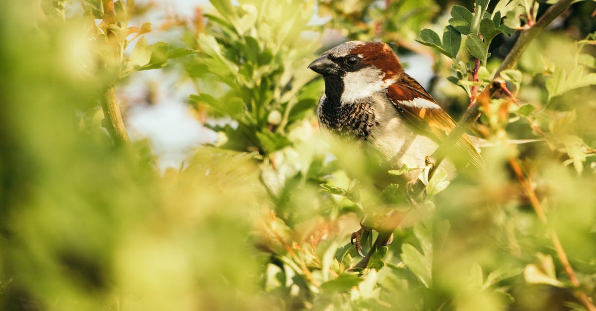 Why does Captain Jack Sparrow return to the Black Pearl when attacked by the Kraken? - Side view of small predatory bird sitting on tree twig among colorful foliage in summer