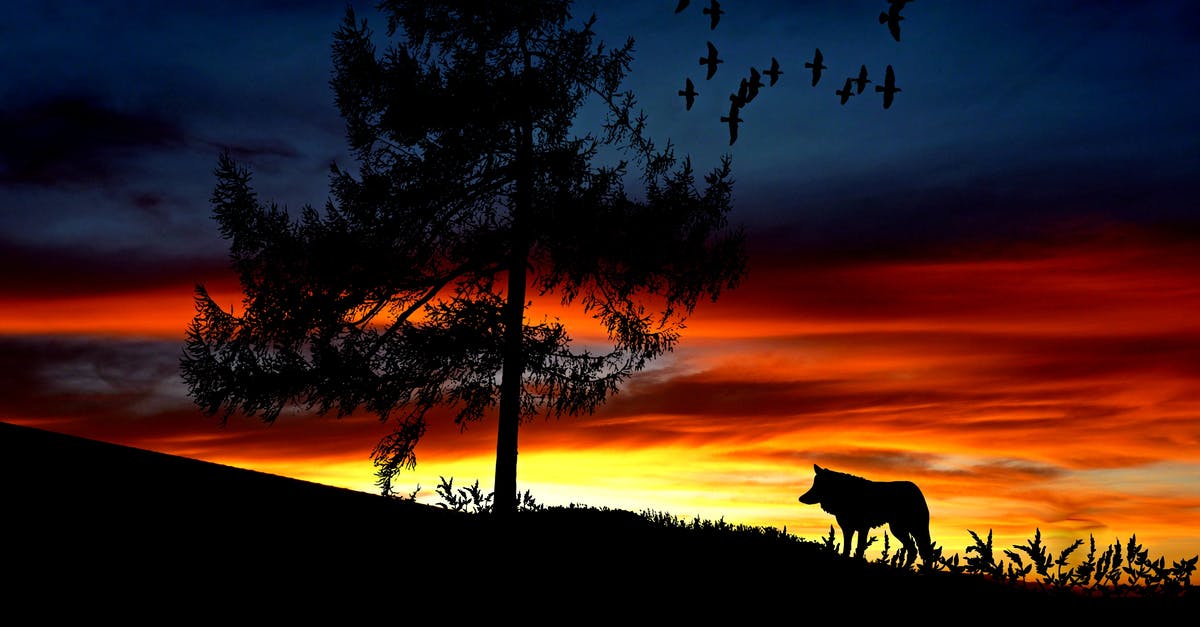 Why does Dr. Gonzo tell Hunter S. Thompson to "Get the hell out of LA for at least 48 hours"? - Silhouette Dog on Landscape Against Romantic Sky at Sunset