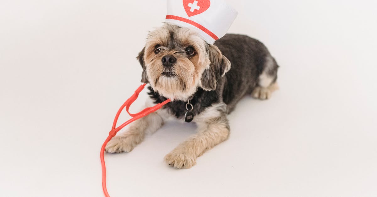 Why does fake blood in older movies look so fake? - From above of cute Yorkshire terrier dog with fake stethoscope and medical hat lying on white background and looking up