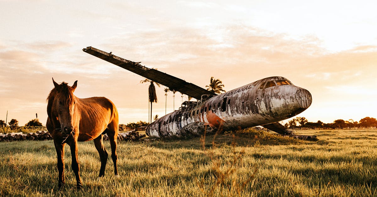 Why does Grace crash after the fight scenes? - Warm blooded purebred stallion standing on pasture near dirty plane after having accident in countryside at colorful sundown