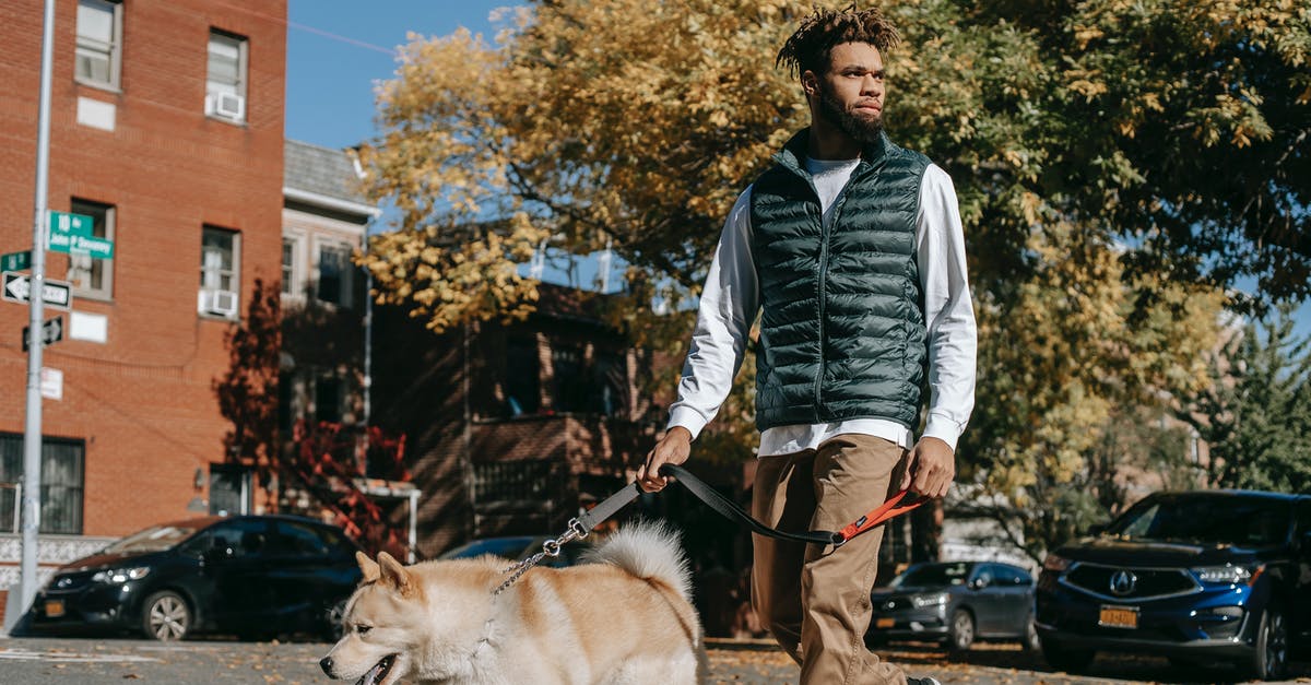 Why does Gus walk away from his car? - From below of serious African American man in casual clothes walking on city street with Akita Inu and looking away in sunny day