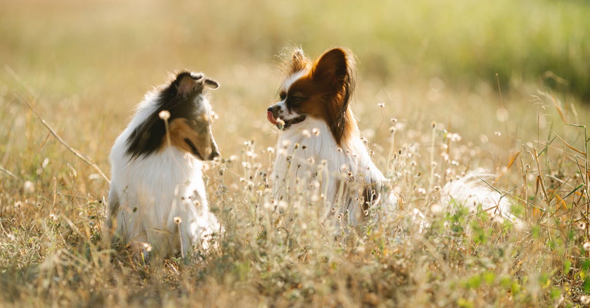 Why does Hermione not get any kind of punishment for casting magic outside Hogwarts? - Cute Shetland Sheepdog and Papillon dogs sitting on green grassy meadow in rural area of countryside on blurred background in summer day