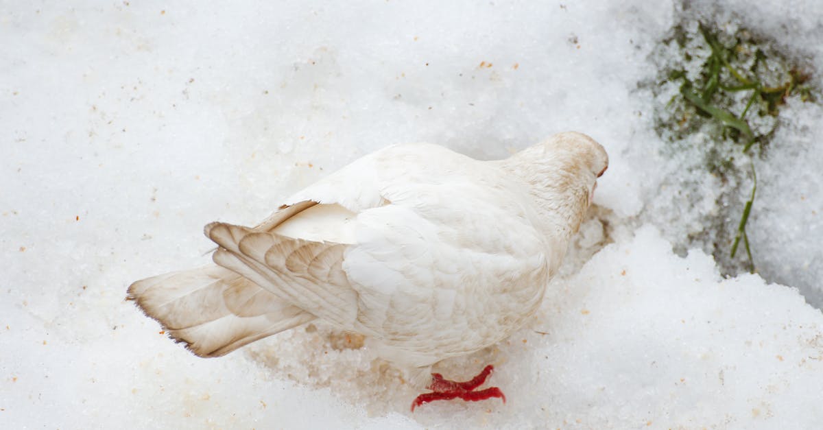 Why does Juliana seek asylum with Nazis? - White pigeon looking for water on snowy terrain