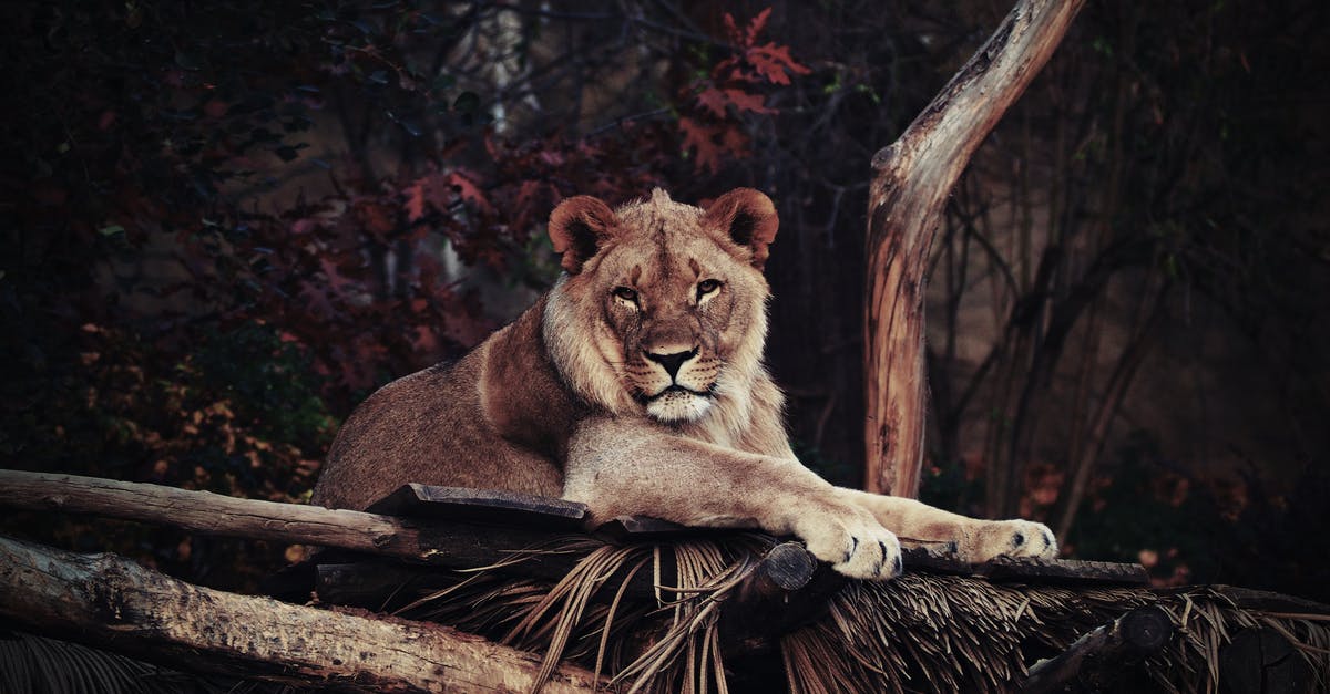 Why does King Henry's "death" immediately place Thomas Cromwell in such danger? - Wildlife Photography of Brown Lion