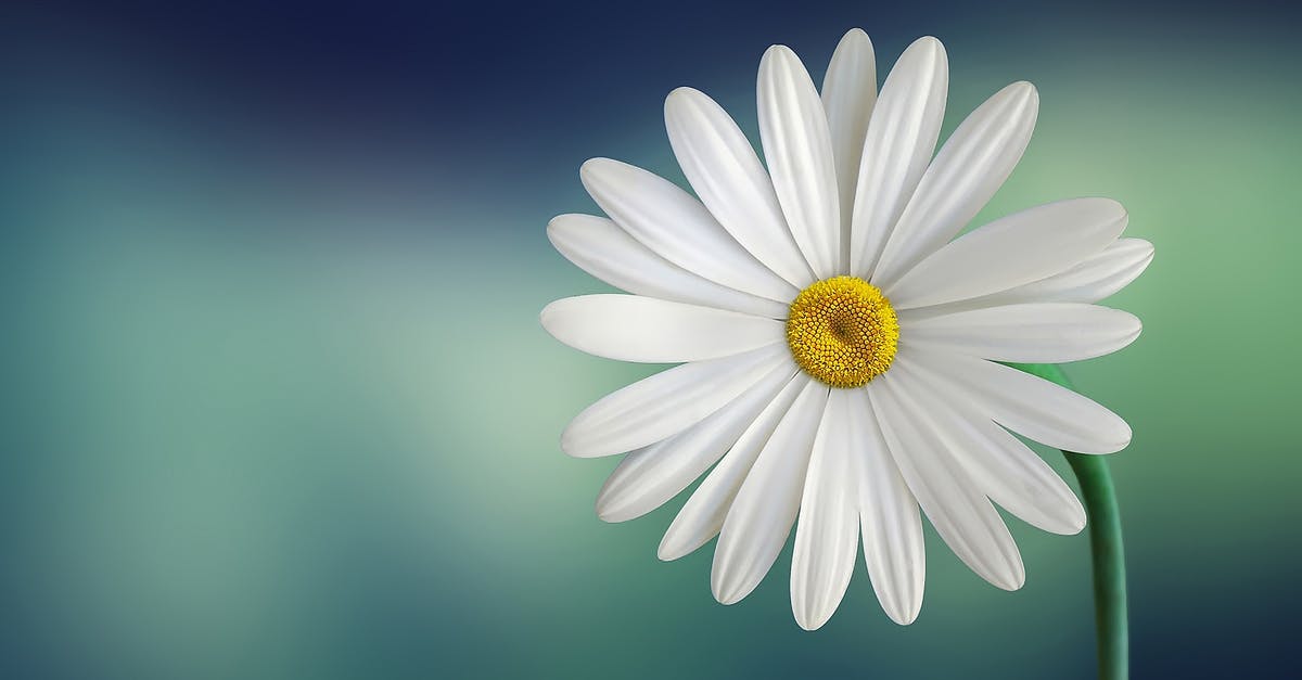 Why does Lisa despise Daisy so much? - White and Yellow Flower With Green Stems