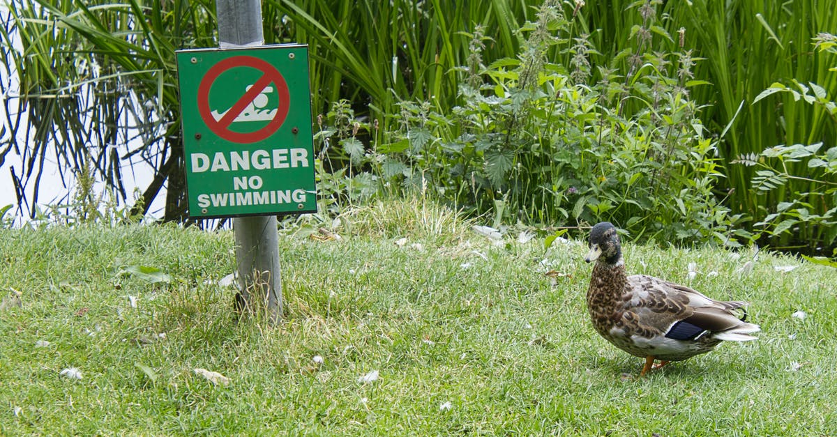 Why does Luther warn Ken Baranby in S03E01? - Free stock photo of angry, duck, no swimming