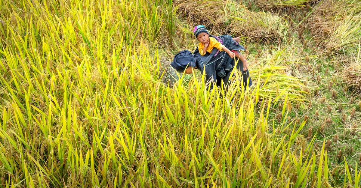 Why does Mola Ram only use the village kids for slave labor? - Unrecognizable ethnic woman carrying little child on back during work on rice field