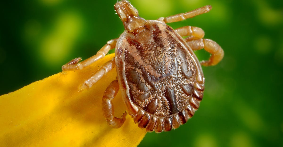 Why does Parasite have this ending? - Brown Tick on Yellow Leaf in Close-up Photography