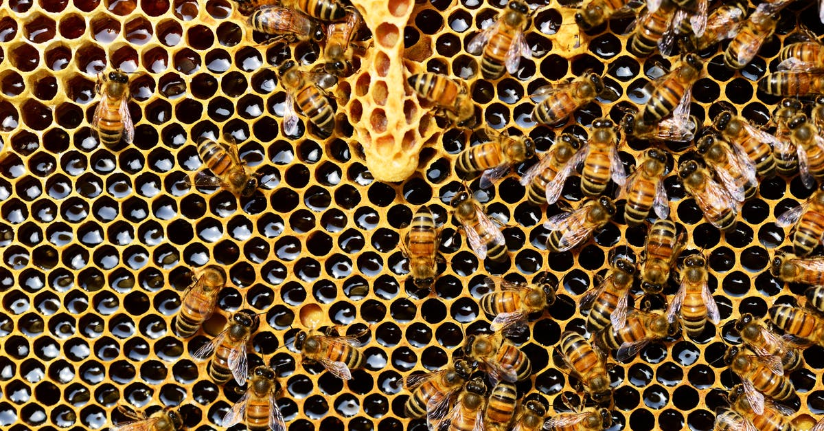 Why does Spence cause the infection of the Hive in Resident Evil? - Top View of Bees Putting Honey