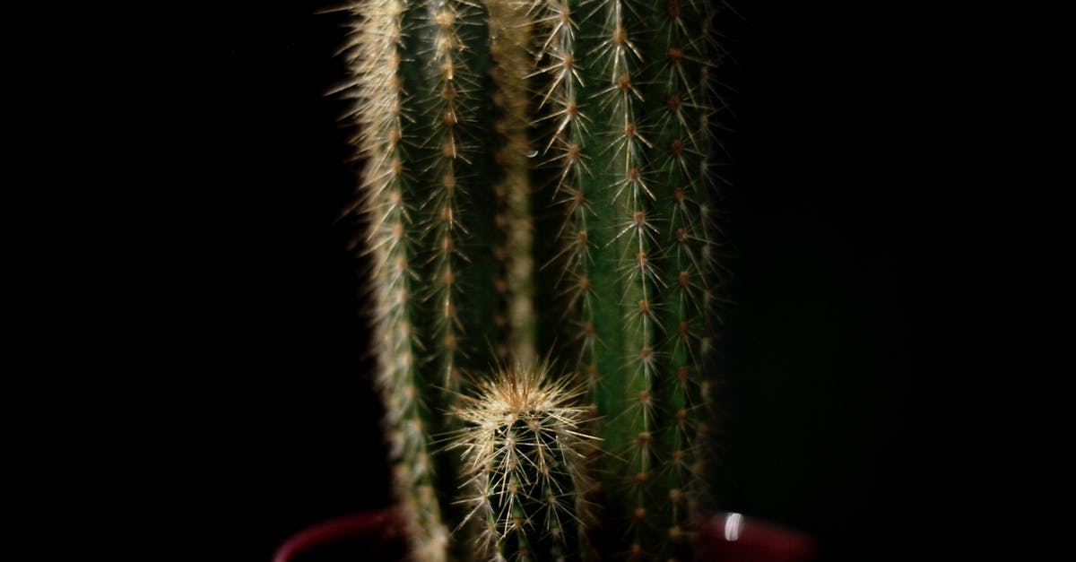 Why does Spike claim to have gotten his soul back by his own wish, when he didn't? - Green Castle Fairy Cactus With Black Background