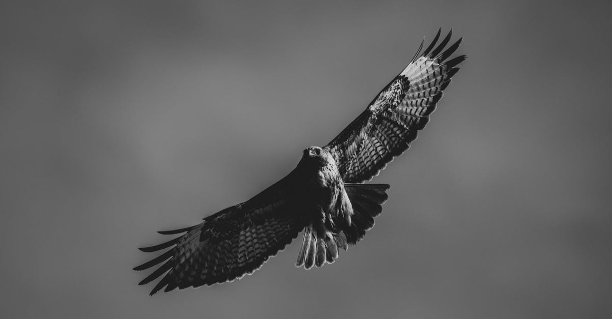 Why does the bird explode when Princess Fiona sings a high note? - Monochrome Photo of Flying Falcon
