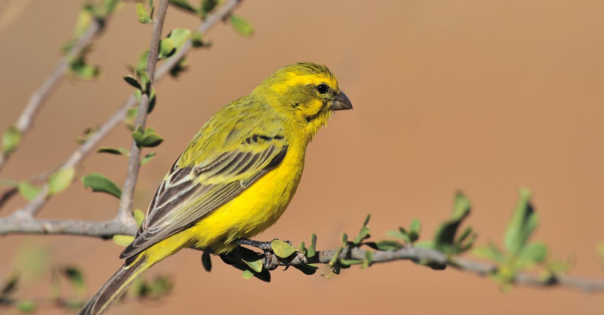 Why does the mugger that Finch pays off react this way? - Yellow Lovebird Perched on Gray Twig
